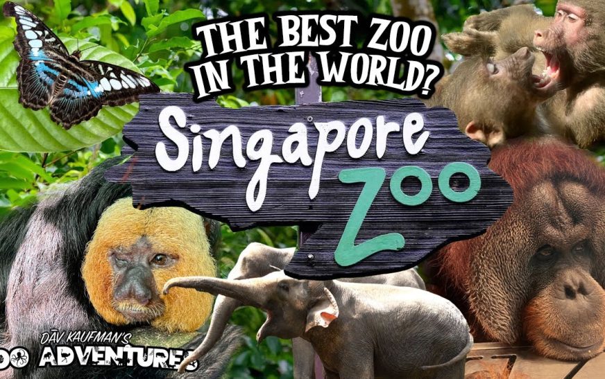 Singapore Zoo: 10 Must-See Animal Exhibits