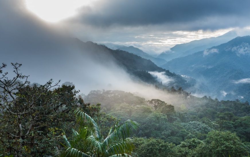 Cloud Forest