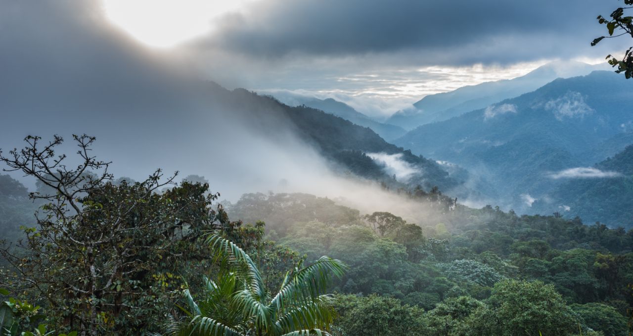 Cloud Forest: 10 Highlights You Can’t Miss