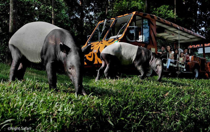 Singapore Night Safari: Unveiling the Mysteries – 10 Must-See Attractions