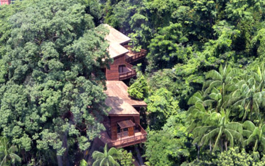 Treetop Loft