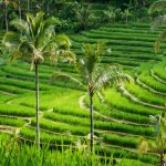 Jatiluwih Rice Terraces Bali