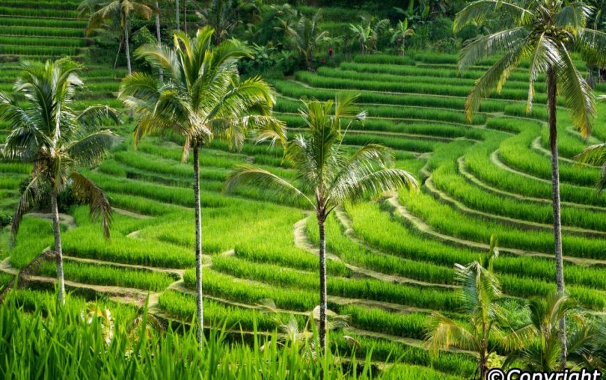 Jatiluwih Rice Terraces Bali