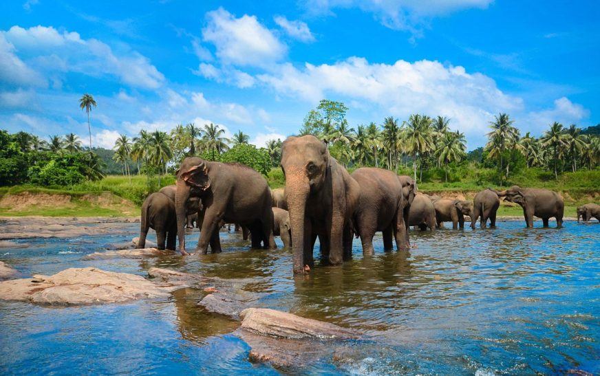 Pinnawala Elephant Orphanage: 10 Must-See Highlights of the Sanctuary