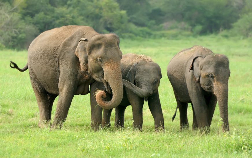 Pinnawala Elephant Orphanage Sri Lanka: 7 Fascinating Facts You Need to Know