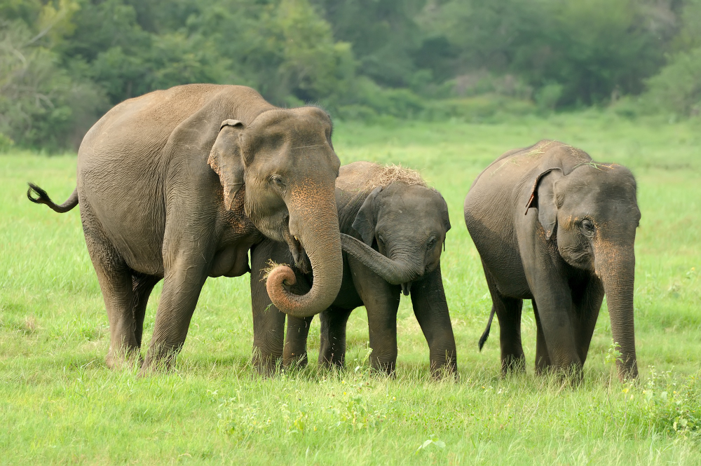 Pinnawala Elephant Orphanage Sri Lanka: 7 Fascinating Facts You Need to Know