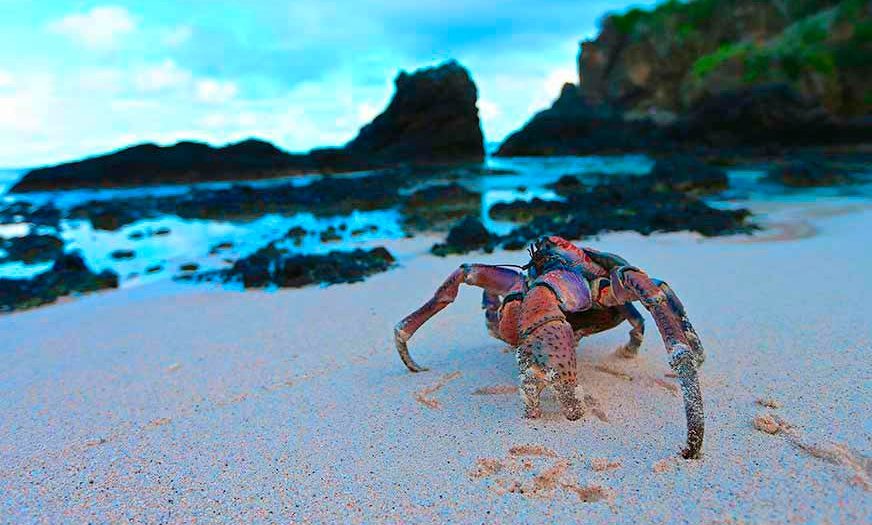 Christmas Island Singapore