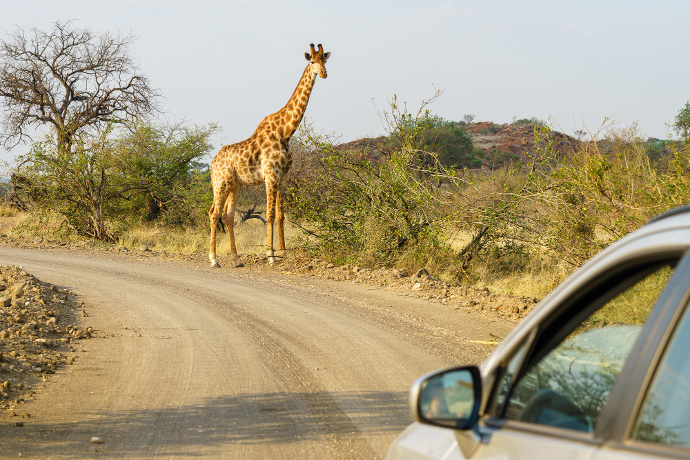 Hotel Giraffe Manor Quênia: 10 Reasons It’s a Bucket List Destination