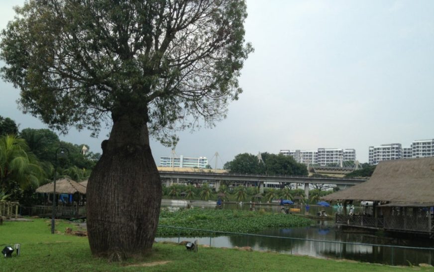 10 Must-Know Facts About the Stunning Bottle Tree in Singapore