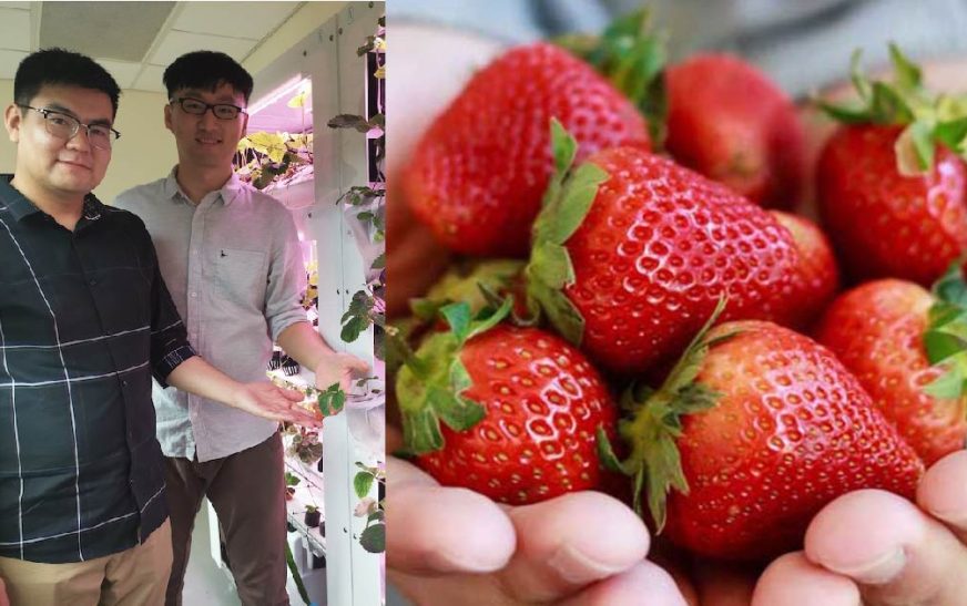 Strawberry Picking Singapore: A Complete Guide to Exploring Farms and Enjoying Fresh Produce