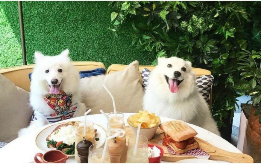 Pet-Friendly Cafes in Singapore