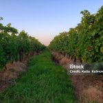 Narbona Winery Uruguay