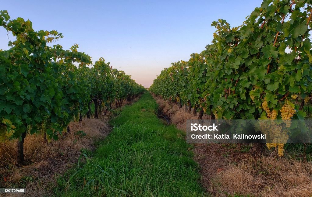 Narbona Winery Uruguay: 10 Facts You Didn’t Know About This Iconic Winery