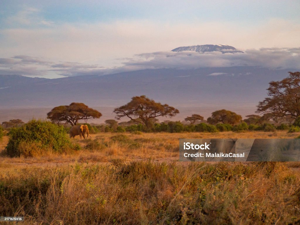 Kilimanjaro in Tanzania: 10 Incredible Facts About the Iconic Mountain