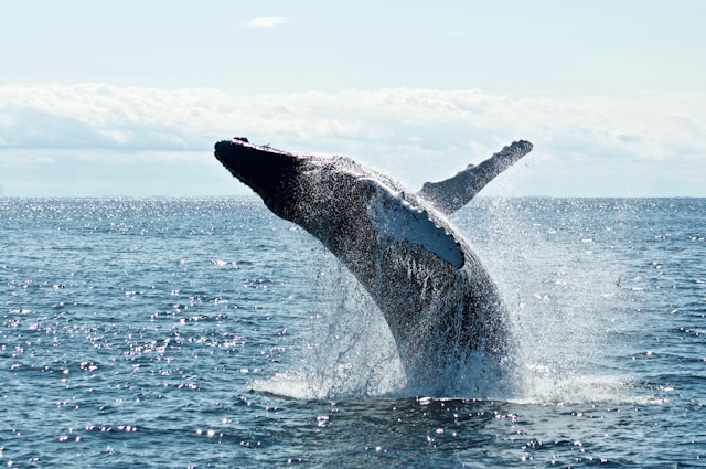 Peninsula Valdes: 10 Best Spots for Whale Watching